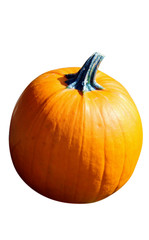 Single Pumpkin