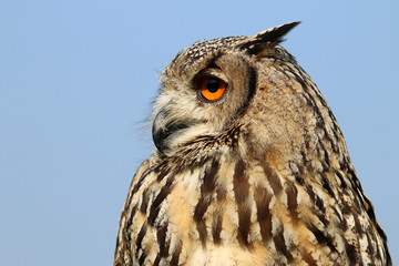 Indian eagle-owl