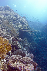 coral reef with hard and fire corals in tropical sea, underwater