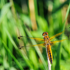 Libelle orange auf Zweig in der Wiese