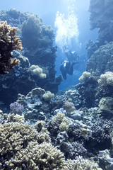 Naklejka na ściany i meble coral reef with divers in tropical sea, underwater