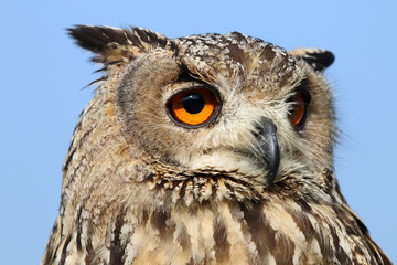 Indian eagle-owl