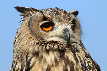 Indian eagle-owl