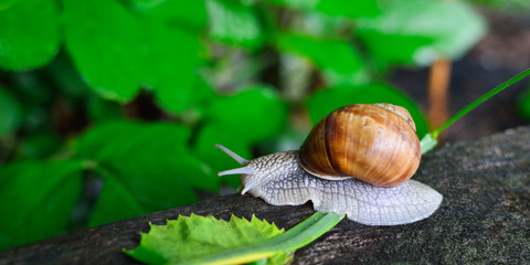 Schnecke im Regen kriecht &uuml;ber Hindernis