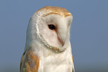 Barn owl