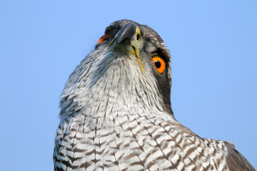 Northern goshawk