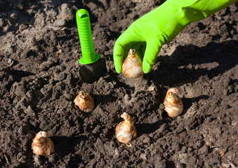 Bulb planting