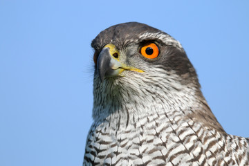 Northern goshawk