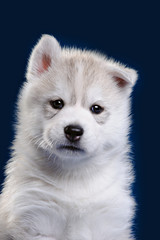 Cute little puppy of syberian husky