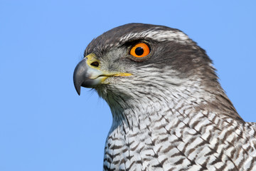 Northern goshawk