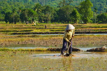 khmer women working on rice field in Mekong delta