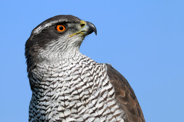Northern goshawk