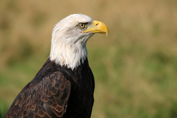 sea eagle