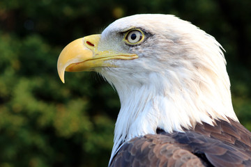 sea eagle