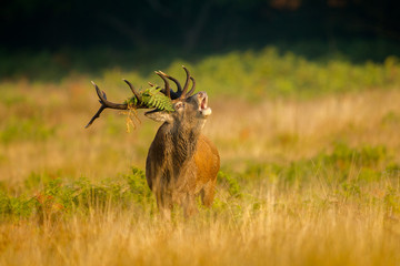 Fototapeta premium Deer