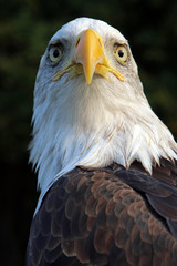 sea eagle