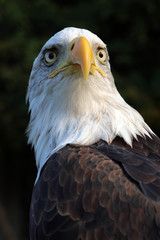 sea eagle