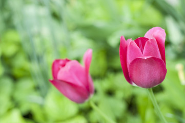 Pink tulips