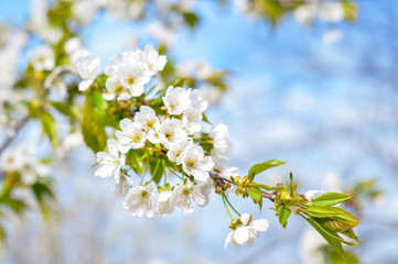 Spring cherry branch
