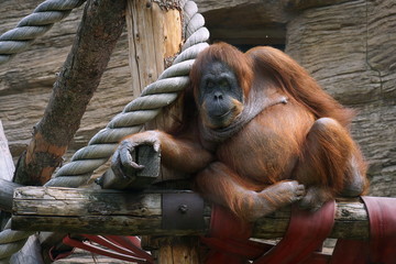 Orangutan © smile262