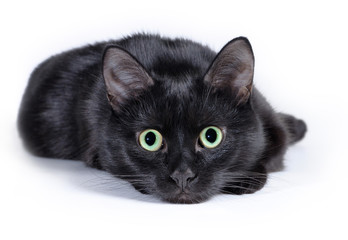 Black cat lying on a white background, looking at camera