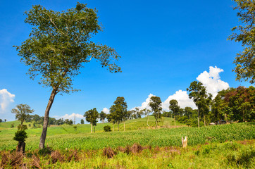 corn field in highland of vietnam