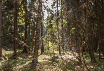 Sonneneinfall im Wald