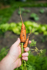 carrot Daucus carota L.