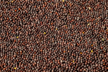 Brown Mustard Seeds