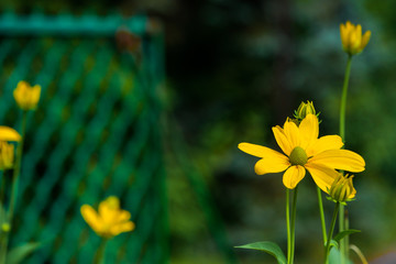 flower Rudbeckia