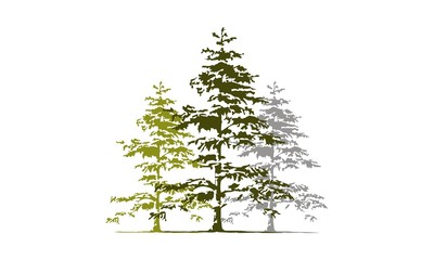 Cedar Tree