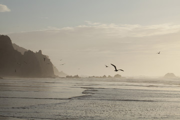 Fototapeta na wymiar Seagulls in front of wild Atlantic Ocean coast in Portugal at sunset.