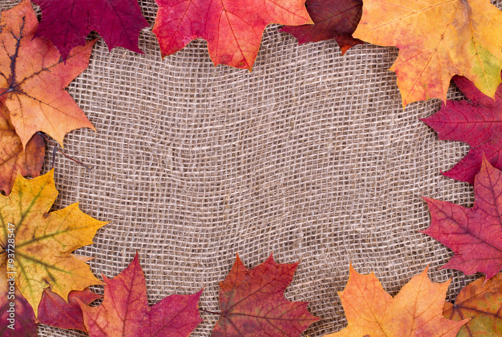 Wall mural background from autumn leaves of a maple on burlap