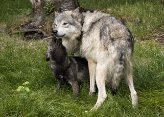 Naklejka na ściany i meble Grey wolf mother and black baby wolf