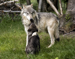 Affectionate mom wolf and pup