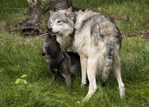 Grey wolf mother and black baby wolf