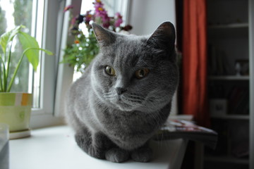 British Short-hair cat on a window sill with flowers