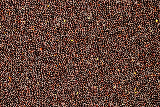 Brown Mustard Seeds