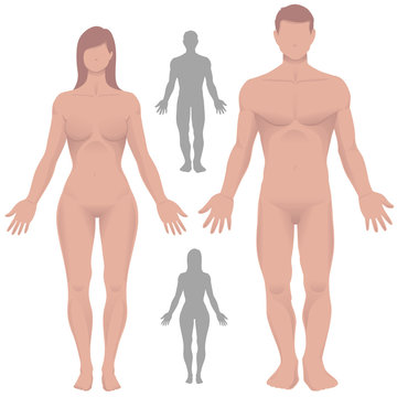 Male and Female Anatomy in Vector