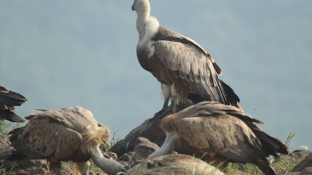 Raptor Birds Griffon and Egyptian Vultures eating carcass in the mountain rocks