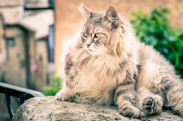 Long hair domestic cat - 93730734