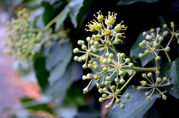 Stängel von verwelkten blüten