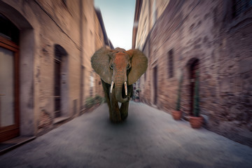 Éléphant d& 39 Afrique dans une ville