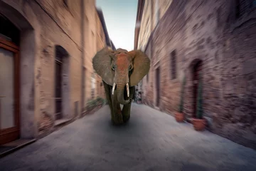 Zelfklevend Fotobehang African elephant in a city © Maciej Czekajewski