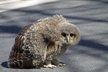 Schleiereule (Jungtier)
