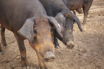 Cerdo Ibérico en la dehesa de Extremadura. Piara de guarros de pata negra. Encinas y cerdos ibéricos criados con bellota.