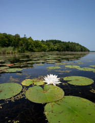 Water Lily on Northern Lake