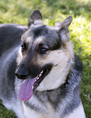 German Shepherd
