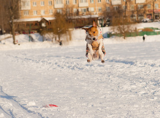 Funny miss. Dog fails to catch flying disk
