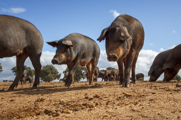Cerdo Ibérico en la dehesa de Extremadura. Piara de guarros de pata negra. Encinas y cerdos ibéricos criados con bellota.